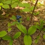 Clintonia borealis Fruit