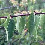 Paliurus spina-christi Feuille