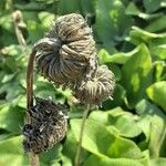 Phlomis russeliana Φρούτο