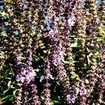 Ocimum kilimandscharicum موطن