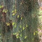 Picea breweriana Folha