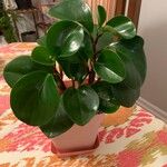 Peperomia obtusifolia Folha