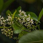 Chionanthus ramiflorus Flower