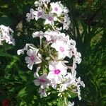 Phlox maculataFloare