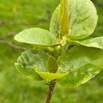 Alnus cordata Leaf