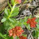 Rhodiola integrifolia Leaf