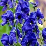 Aconitum napellus Flower