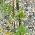 Vicia sativa ফল