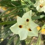 Dietes bicolor Leaf