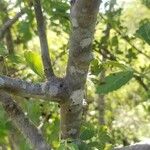 Bursera graveolens Bark