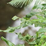 Niphidium crassifolium Blad