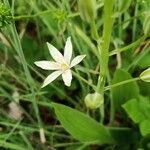 Loncomelos narbonense Flower