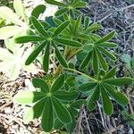 Lupinus albus Feuille