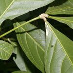 Angostura granulosa Hoja