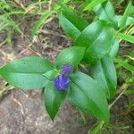 Gentiana clausa Blatt