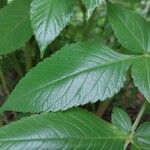 Dahlia imperialis Hoja
