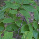 Ulmus serotina Blatt