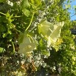 Cobaea scandens 花