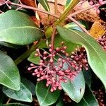 Skimmia japonica Blad