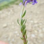 Linaria alpina Листок