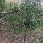 Pinus nigra Fulla