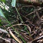 Maltebrunia leersioides Çiçek