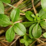 Galium rotundifolium Φύλλο