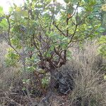 Arbutus xalapensis Habitus