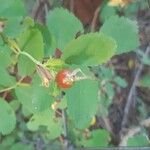 Rosa woodsii Fruit