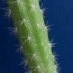 Corryocactus apiciflorus