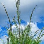 Casuarina equisetifolia Leaf