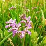 Limonium vulgare Žiedas