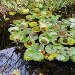 Nymphoides peltata Blad