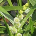 Sparganium emersum Fula