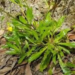 Goodenia glomerata