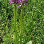 Orchis militarisKvet