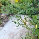 Medicago laciniata Φύλλο