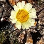 Leucanthemopsis pectinata Fleur