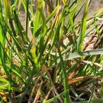Poa alpina Leaf