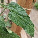 Solanum lycopersicum List