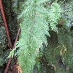 Trichomanes apiifolium Habitat