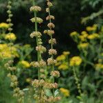 Rumex nepalensis Hábito