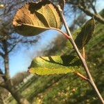 Malus prunifolia Fuelha