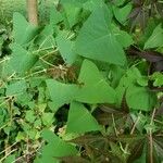 Persicaria perfoliata पत्ता