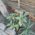 Sanchezia nobilis Folha
