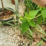 Astraea lobata Fruit