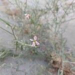 Farsetia aegyptia 花