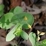 Coronilla scorpioides Flower