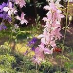 Delphinium ajacis Flower