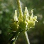Sideritis fruticulosa Květ